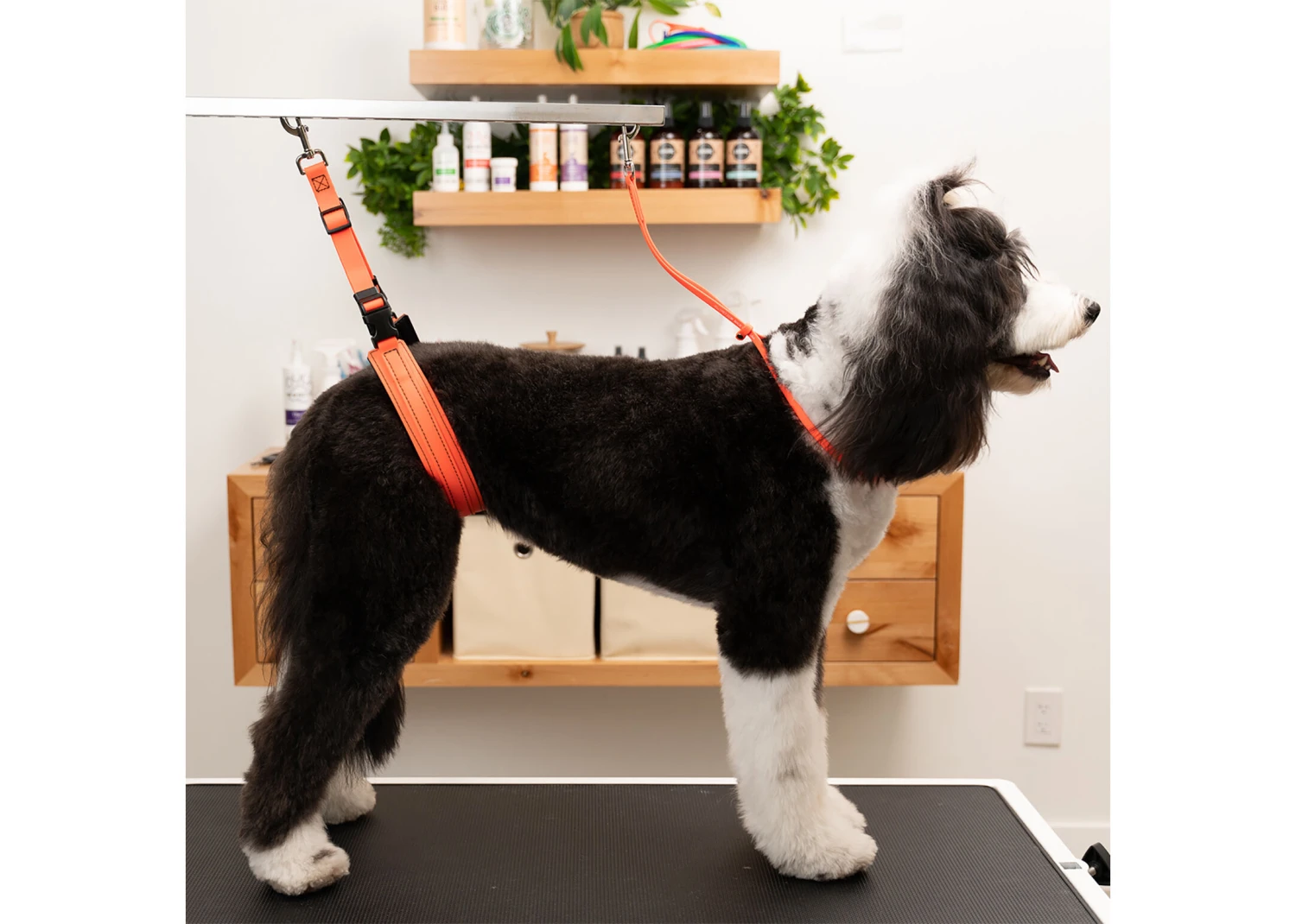 Jelly Pet Grooming Loop Hunter Orange 46 Cm X 1 Cm 2 Jelly Pet Grooming Loop Hunter Orange 46 Cm X 1 Cm - Image 2