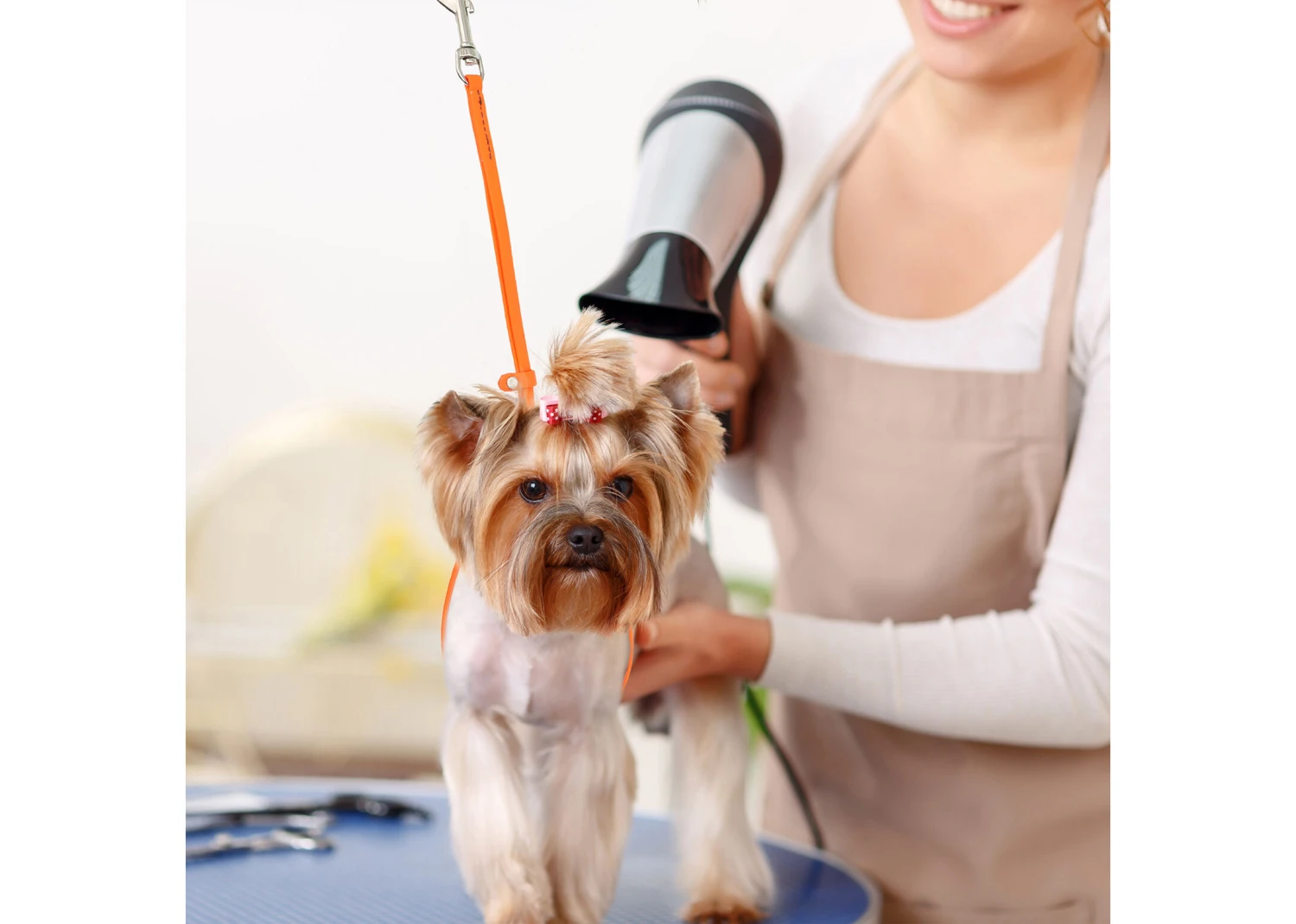 Jelly Pet Grooming Loop Hunter Orange 46 Cm X 1 Cm 4 Jelly Pet Grooming Loop Hunter Orange 46 Cm X 1 Cm - Image 4