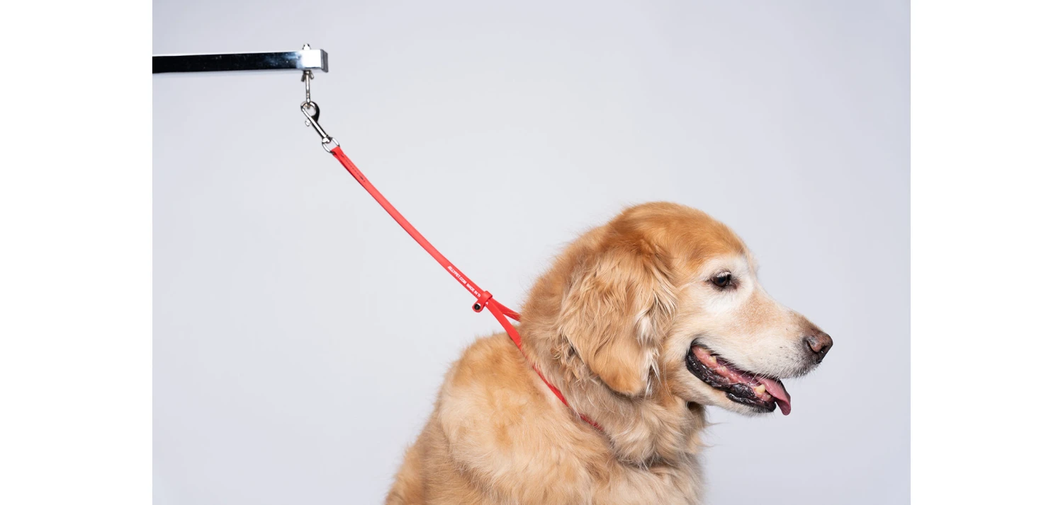 Jelly Pet Grooming Loop Red 61 Cm X 1 Cm 2 Jelly Pet Grooming Loop Red 61 Cm X 1 Cm - Image 2