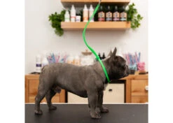 Jelly Pet Grooming Loop Lime Green 61 Cm X 1 Cm 7 Jelly Pet Grooming Loop Lime Green 61 Cm X 1 Cm -Skin Care Products Store 16jpe014 1 dorhxfcdwvadib98