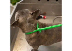 Jelly Pet Grooming Loop Lime Green 61 Cm X 1 Cm 8 Jelly Pet Grooming Loop Lime Green 61 Cm X 1 Cm -Skin Care Products Store 16jpe014 4 vsrtimj3nntoz7rp