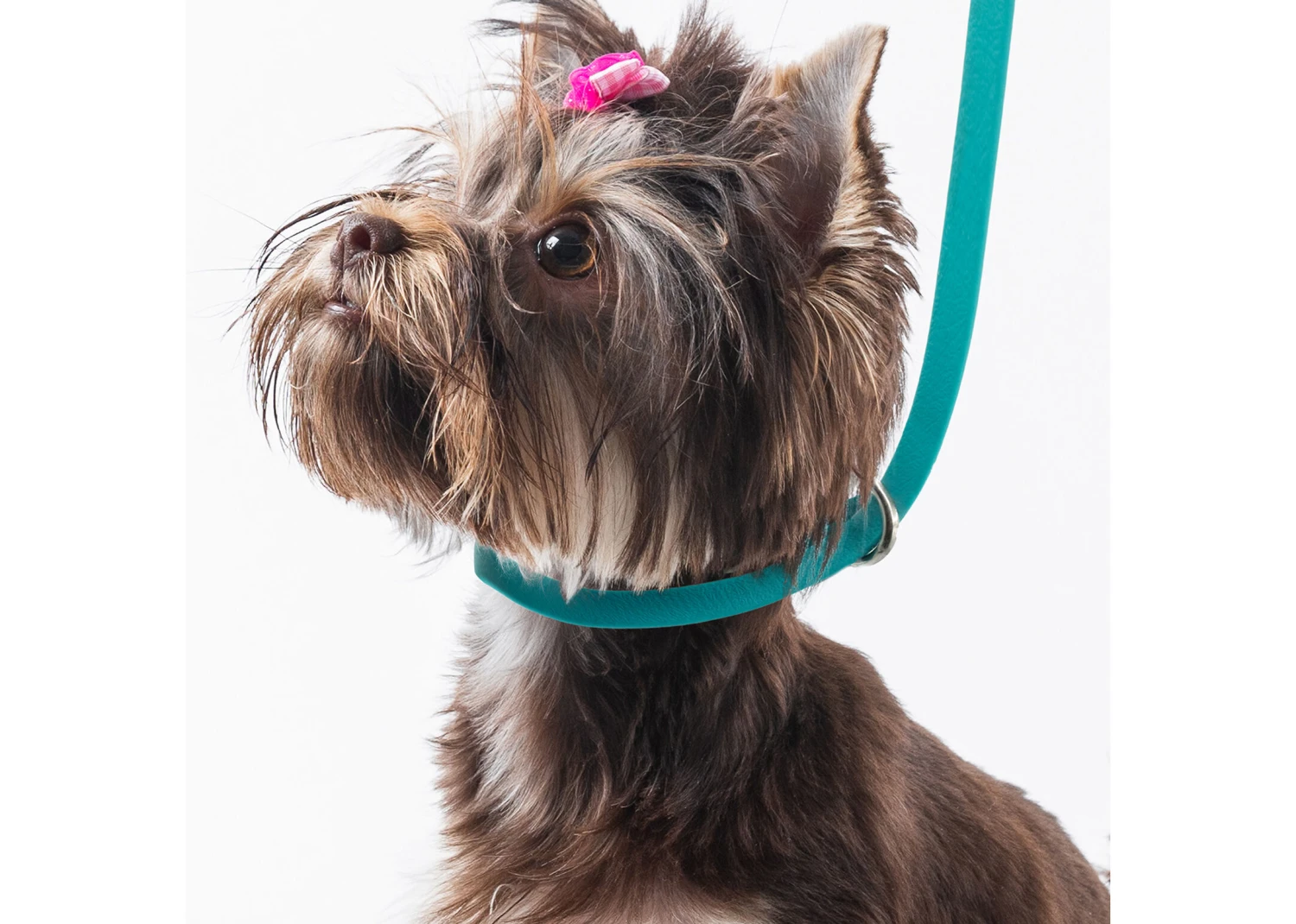 Jelly Pet Grooming Loop Slip Style Teal 63 Cm X 1 Cm 4 Jelly Pet Grooming Loop Slip Style Teal 63 Cm X 1 Cm - Image 4