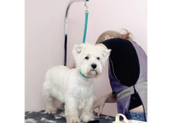 Jelly Pet Grooming Loop Slip Style Teal 76 Cm X 1,25 Cm 6 Jelly Pet Grooming Loop Slip Style Teal 76 Cm X 1,25 Cm -Skin Care Products Store 16jpe060 2 ncunkle3msv07cb5