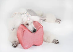 Show Tech Topknot Cushion Glitzy Red - S -Skin Care Products Store 16ste071 4 znzyswtjwhw0xfjm