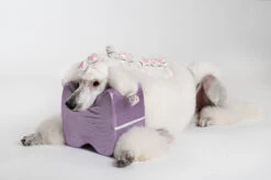 Show Tech Topknot Cushion Glitzy Purple - S 19 Show Tech Topknot Cushion Glitzy Purple - S -Skin Care Products Store 16ste074 2 ywprvhtxytyxd0w2