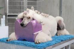 Show Tech Topknot Cushion Glitzy Purple - L 10 Show Tech Topknot Cushion Glitzy Purple - L -Skin Care Products Store 16ste074 3 b7snjiyup1rn4nd8