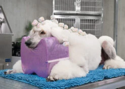 Show Tech Topknot Cushion Glitzy Purple - S 22 Show Tech Topknot Cushion Glitzy Purple - S -Skin Care Products Store 16ste074 4 pmowrgpqs4qvd0o6