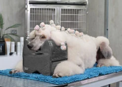 Show Tech Topknot Cushion Glitzy Purple - S 24 Show Tech Topknot Cushion Glitzy Purple - S -Skin Care Products Store 16ste077 5 7vs2puyr7qoisa5i