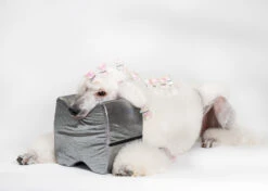 Show Tech Topknot Cushion Glitzy Black - L 12 Show Tech Topknot Cushion Glitzy Black - L -Skin Care Products Store 16ste077 6 jk9w8yzqr3kw4boe