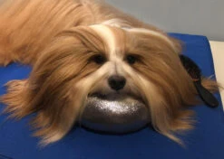 Show Tech Comfy Grooming Cushion Glitzy Brown - M 7 Show Tech Comfy Grooming Cushion Glitzy Brown - M -Skin Care Products Store 16ste082 4 y9dakgfjrs2r1r4c