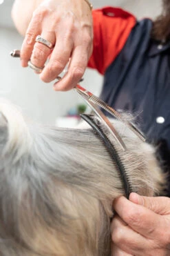 Show Tech Curved Scissoring Comb Plastic 21,5cm 5 Show Tech Curved Scissoring Comb Plastic 21,5cm -Skin Care Products Store 22yen086 2 3glldwcelpbegg01