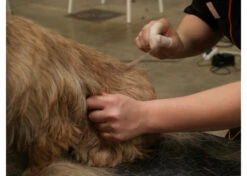 Show Tech Finger Condoms 100 Pcs White - L 7 Show Tech Finger Condoms 100 Pcs White - L -Skin Care Products Store 23ste029 42x zulxopenvvvtnouz