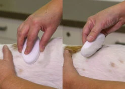 Show Tech Groom Stone Oval White 8.5 X 4.9 X 2 Cm -Skin Care Products Store 23ste058 lvbt21witqz6qqsr