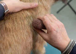 Show Tech Groom Stone Dark Brown 8 X 4 X 3 Cm 14 Show Tech Groom Stone Dark Brown 8 X 4 X 3 Cm -Skin Care Products Store 23ste062 3 2oebkqmcw3svmfro