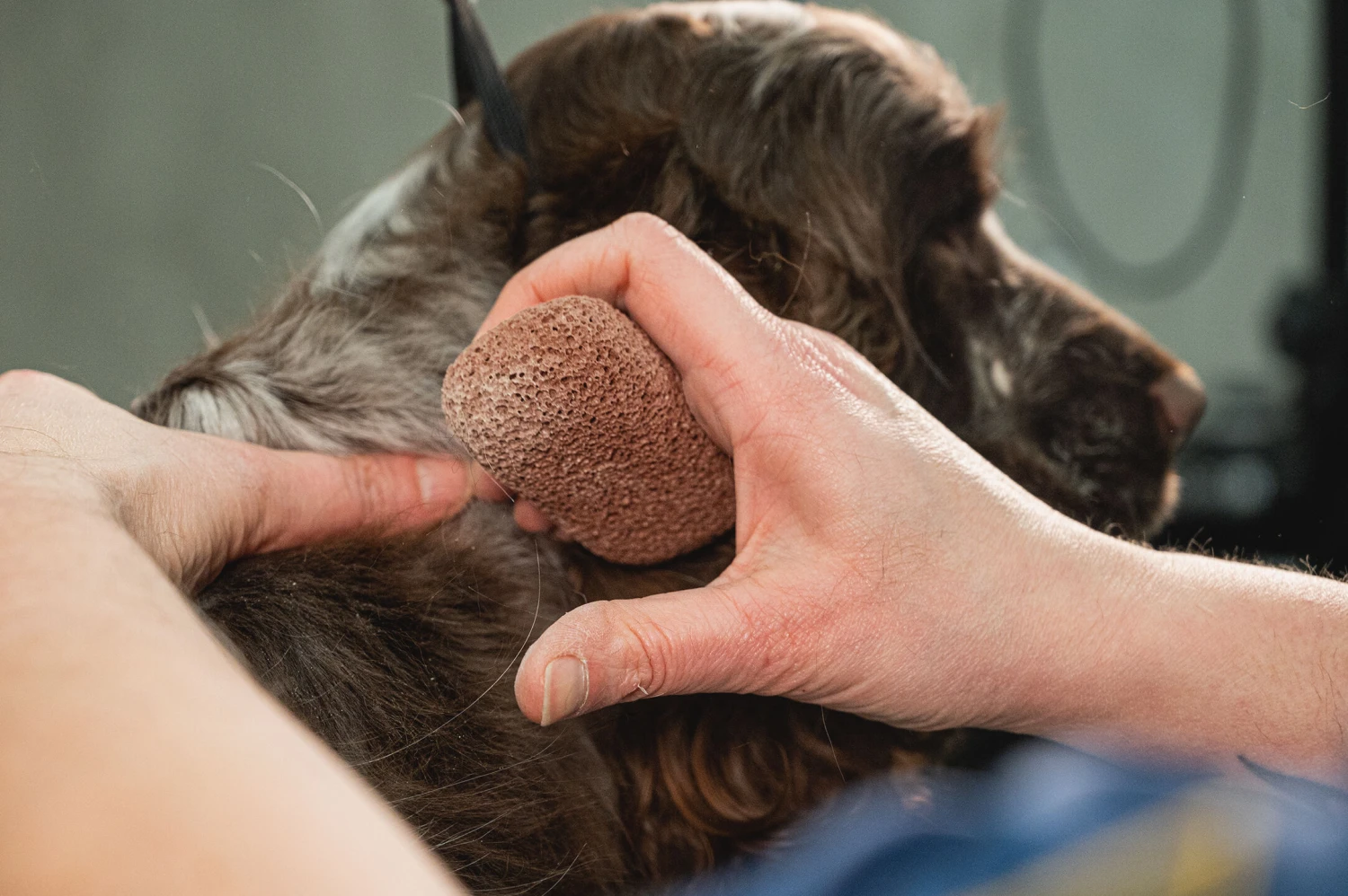 Show Tech Groom Stone Dark Brown 8 X 4 X 3 Cm 4 Show Tech Groom Stone Dark Brown 8 X 4 X 3 Cm - Image 4