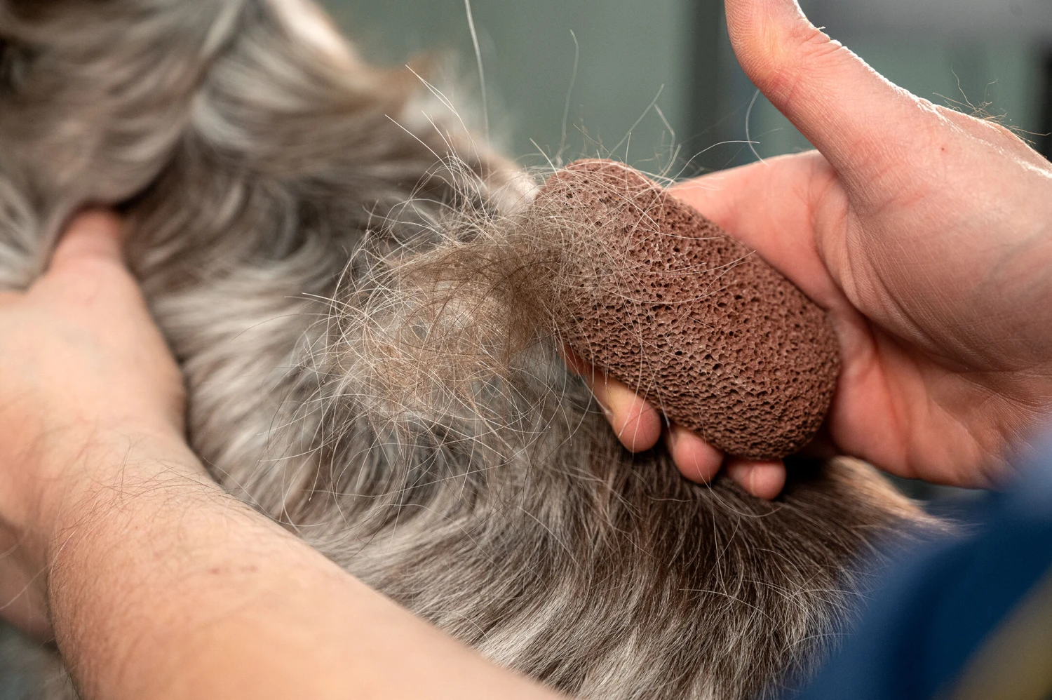 Show Tech Groom Stone Dark Brown 8 X 4 X 3 Cm 5 Show Tech Groom Stone Dark Brown 8 X 4 X 3 Cm - Image 5