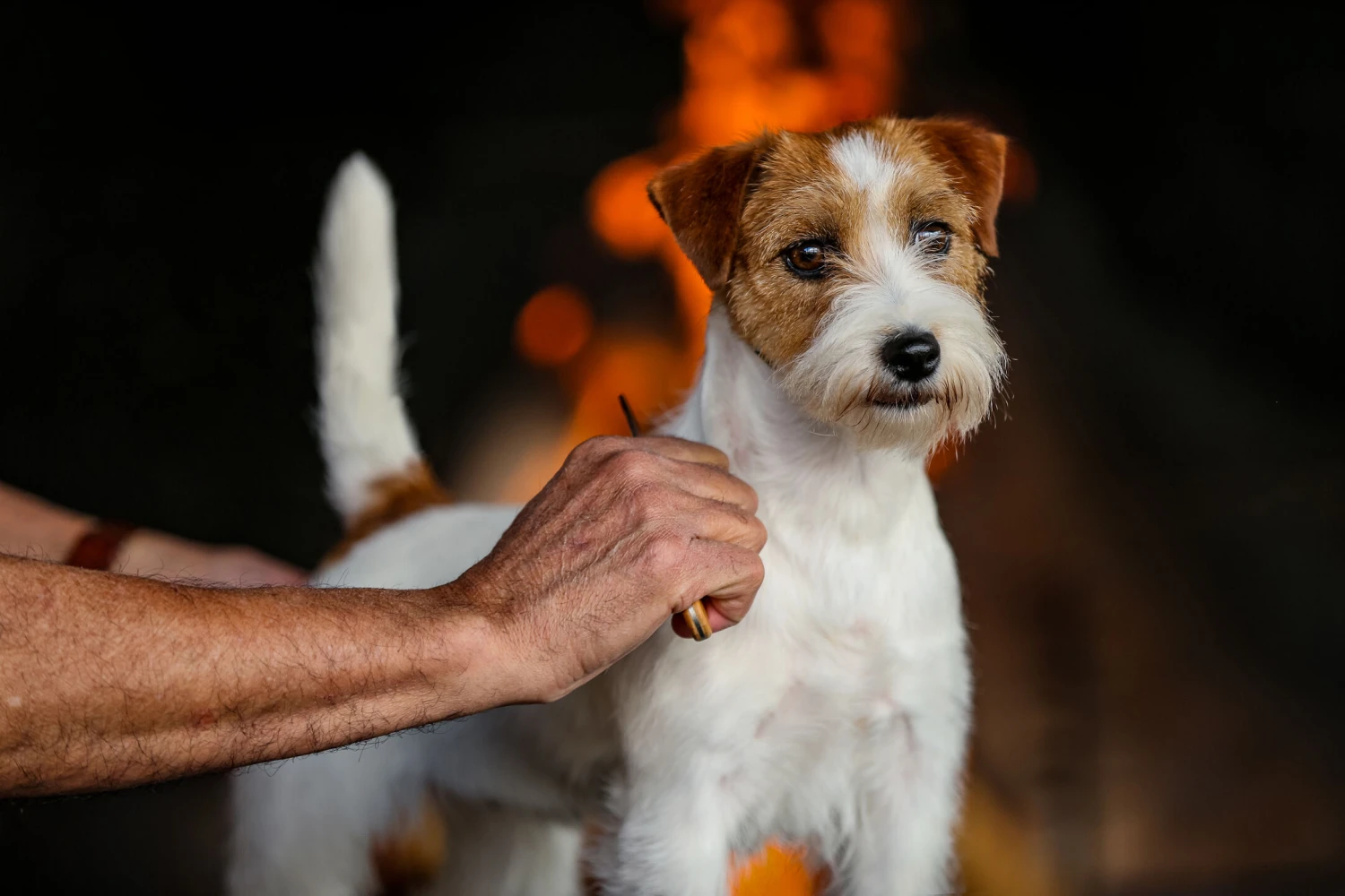 The Sentinel Stripper W2 Medium Wide Left Hand 6 The Sentinel Stripper W2 Medium Wide Left Hand - Image 6