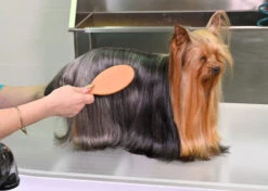 Yento 60-60 Pin Brush -Skin Care Products Store 24yen008 5 jqeiye33tl2d01dk