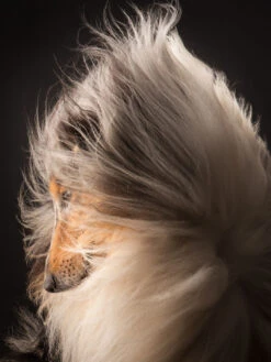 IGroom Deshedding + Detangling Shampoo 473 Ml 6 IGroom Deshedding + Detangling Shampoo 473 Ml -Skin Care Products Store 41igr019 2 0hrybkpvr43ed24o