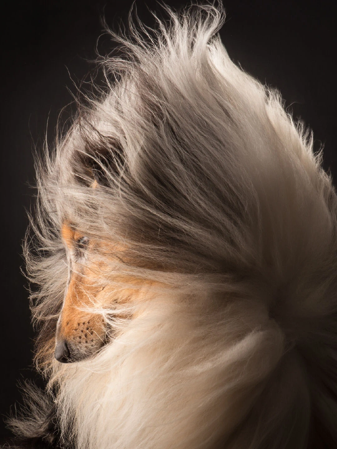 IGroom Deshedding + Detangling Shampoo 473 Ml 3 IGroom Deshedding + Detangling Shampoo 473 Ml - Image 3