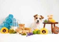 Show Tech+ Bubble Bliss Shampoo Bar -Skin Care Products Store 41stp039 7 rkdqfp6pp8bys348