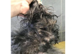 Show Tech+ Quick Fix Spray RTU 500 Ml -Skin Care Products Store 43stp001 3 zbftfpg7tnxzrbwk