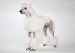 Show Tech Plastic Wraps 100 Pcs Hologram Red 15 X 40 Cm 8 Show Tech Plastic Wraps 100 Pcs Hologram Red 15 X 40 Cm -Skin Care Products Store 65ste687 2 3vzetmbxnbx2qqf9