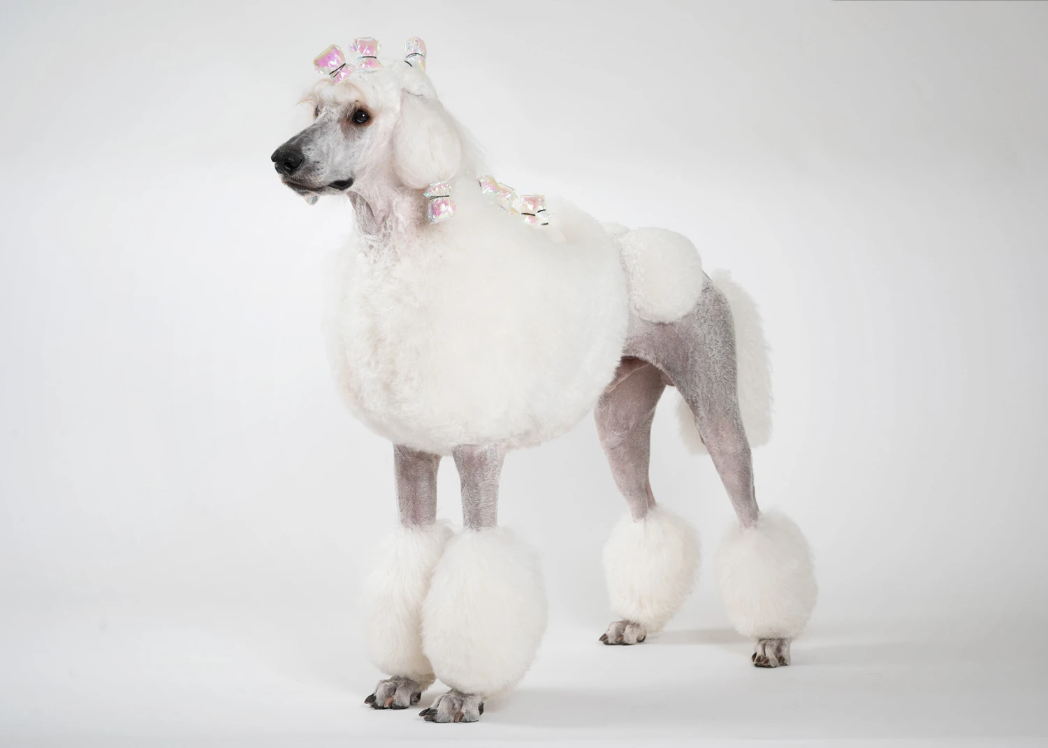 Show Tech Plastic Wraps 100 Pcs Hologram Red 15 X 40 Cm 4 Show Tech Plastic Wraps 100 Pcs Hologram Red 15 X 40 Cm - Image 4