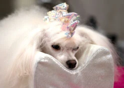 Show Tech Plastic Wraps 100 Pcs Hologram Blue 15 X 40 Cm -Skin Care Products Store 65ste688 1 x7ou7sbdaos5ieky