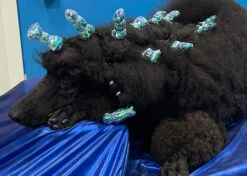 Show Tech Plastic Wraps 100 Pcs Hologram Blue 15 X 40 Cm -Skin Care Products Store 65ste688 3 y1rpgntv0kq29v4s