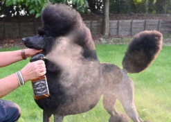 Show Tech Exclusive Salon Micro Mist Bottle Green 150ml -Skin Care Products Store 87ste017 2 l9ol9maoriwrrxp2