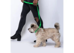 Jelly Pet Grooming Leads Lime Green 1 Cm X 120 Cm -Skin Care Products Store 94jpe005 c3lcbdk0rmyxm3v4